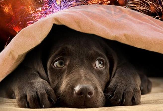 Animali e botti di Capodanno: usiamo i fiori di&nbsp;Bach